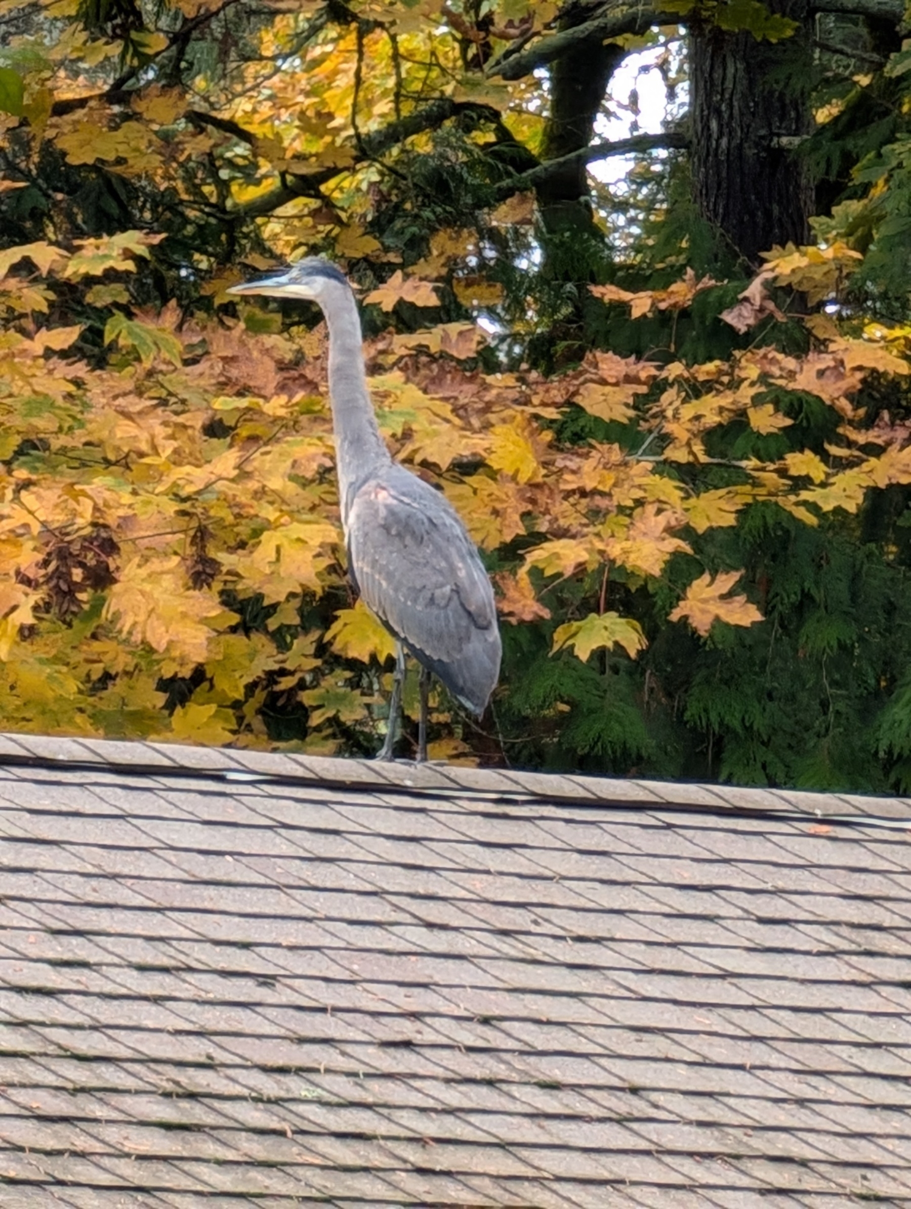 A blue heron on the peak of the roof of a house in front of fall foliage.