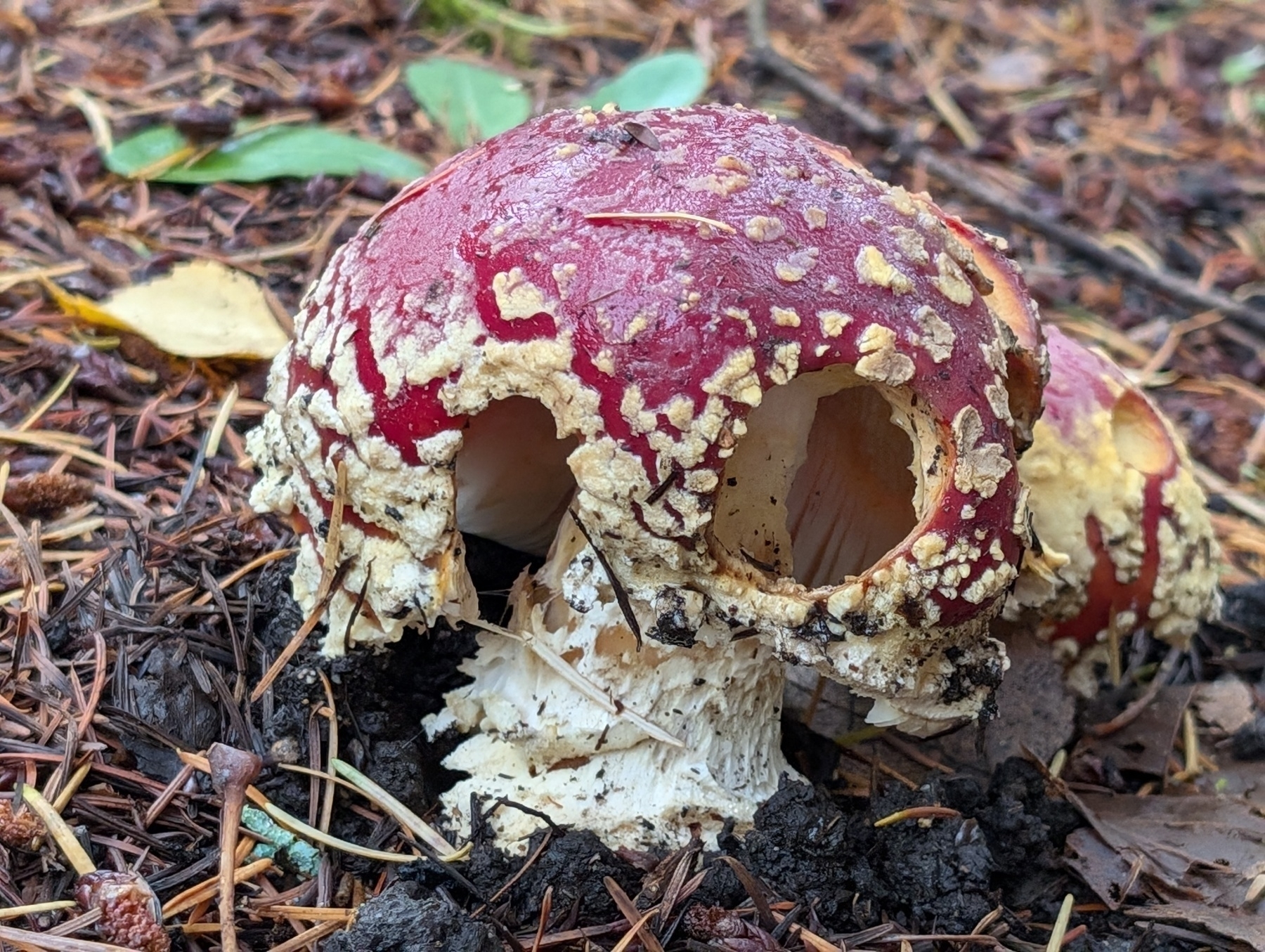 Red mushroom with two holes such that it looks vaguely skull like.