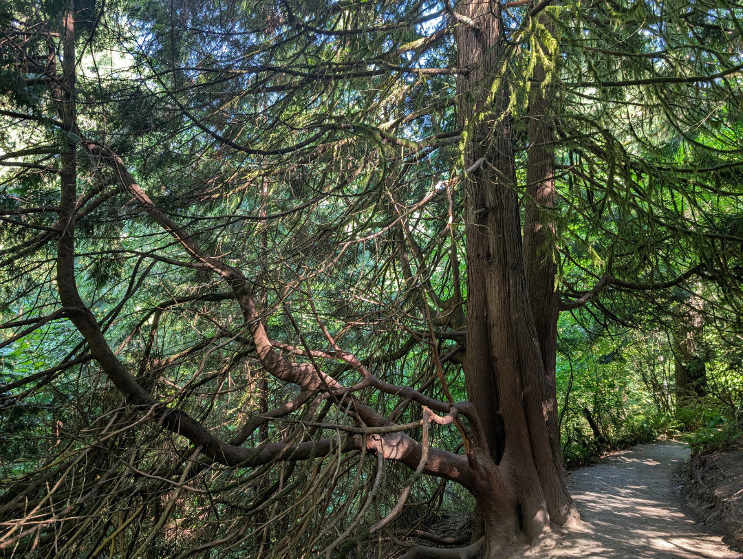 Auto-generated description: A winding path leads through a lush forest with tall, sprawling trees creating a canopy overhead.