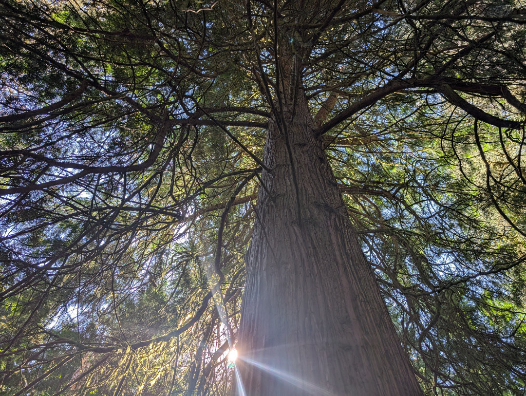 Auto-generated description: Sunlight filters through the branches of a tall tree, creating a lens flare effect.