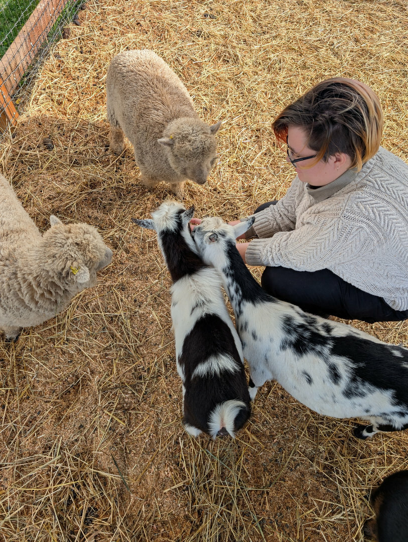 Auto-generated description: A person is feeding two goats while two sheep stand nearby on a straw-covered ground.