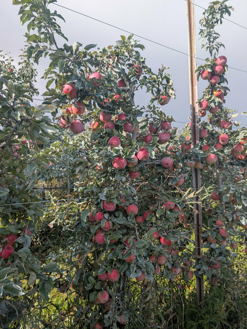 Auto-generated description: Apple trees laden with red apples stand under a cloudy sky.