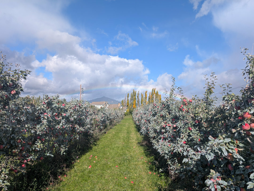 Auto-generated description: A pathway runs through rows of apple trees laden with red apples under a partly cloudy blue sky.