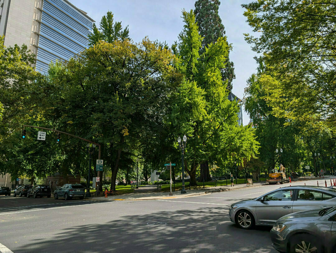 Auto-generated description: A street corner features a crosswalk, several parked cars, lush green trees, and a modern building in the background.