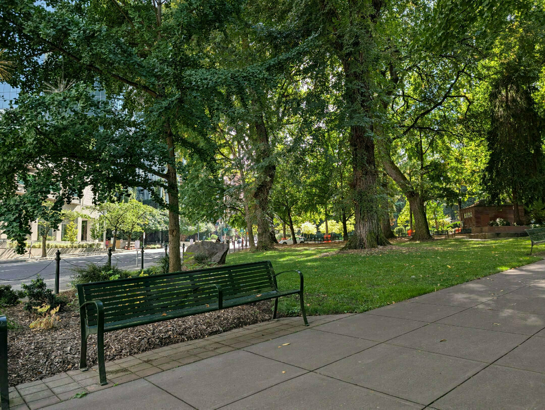 Auto-generated description: A green park with large trees and a bench beside a walkway.