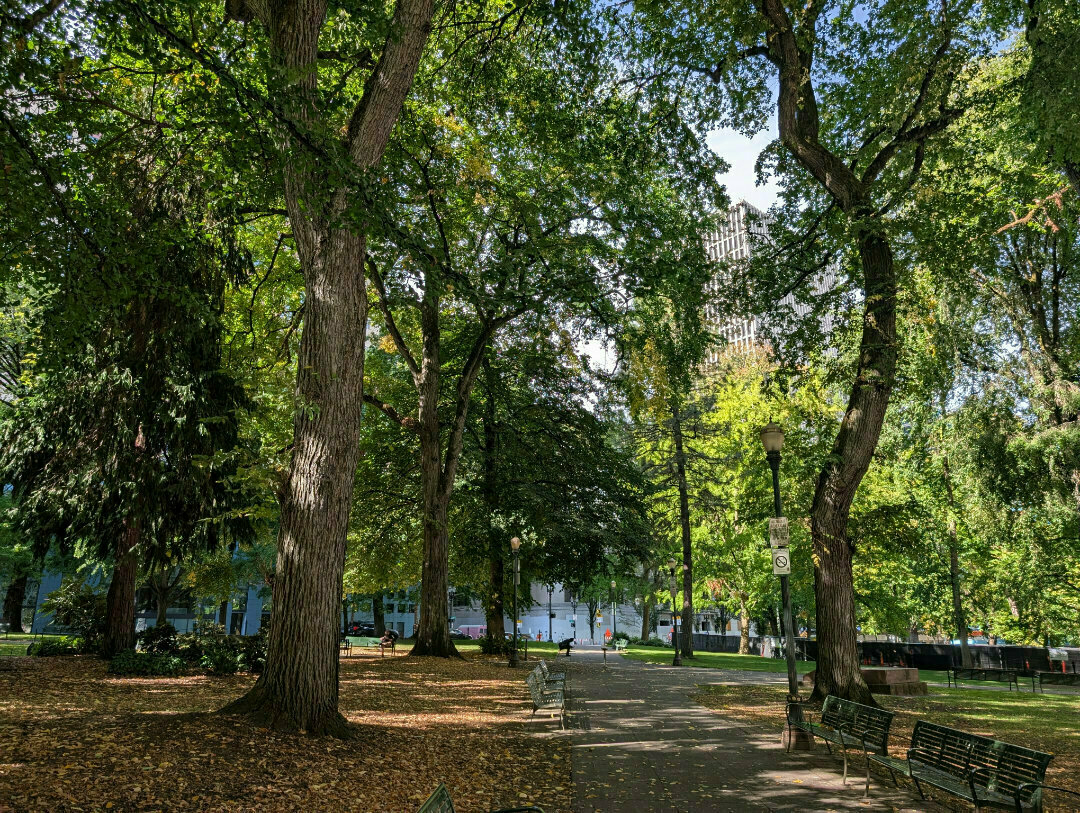 Auto-generated description: A peaceful park setting with tall trees, a paved path, and benches under a clear blue sky is depicted.