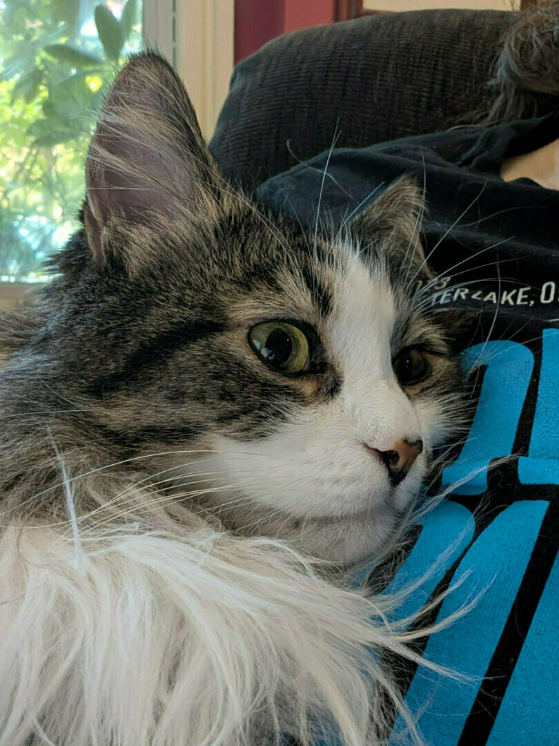Bored looking cat staring off camera.
