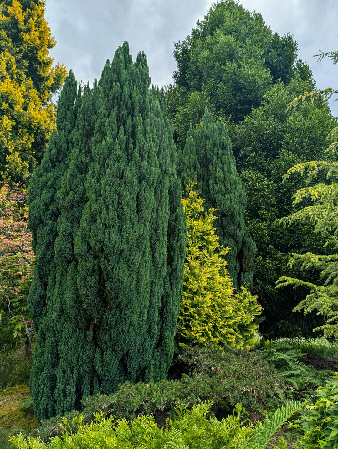 Auto-generated description: A lush garden features a variety of tall, dense green trees and shrubs.