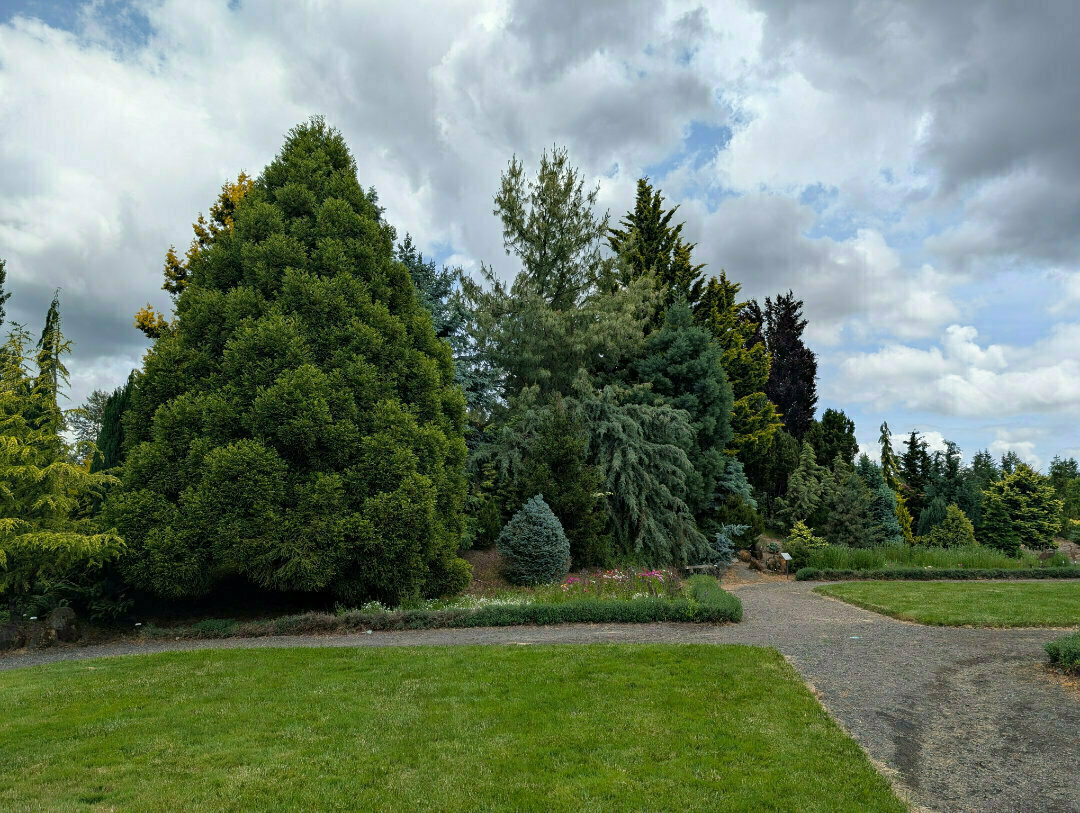 Auto-generated description: A lush garden features a variety of evergreen trees and shrubs with a winding gravel path and a partly cloudy sky overhead.
