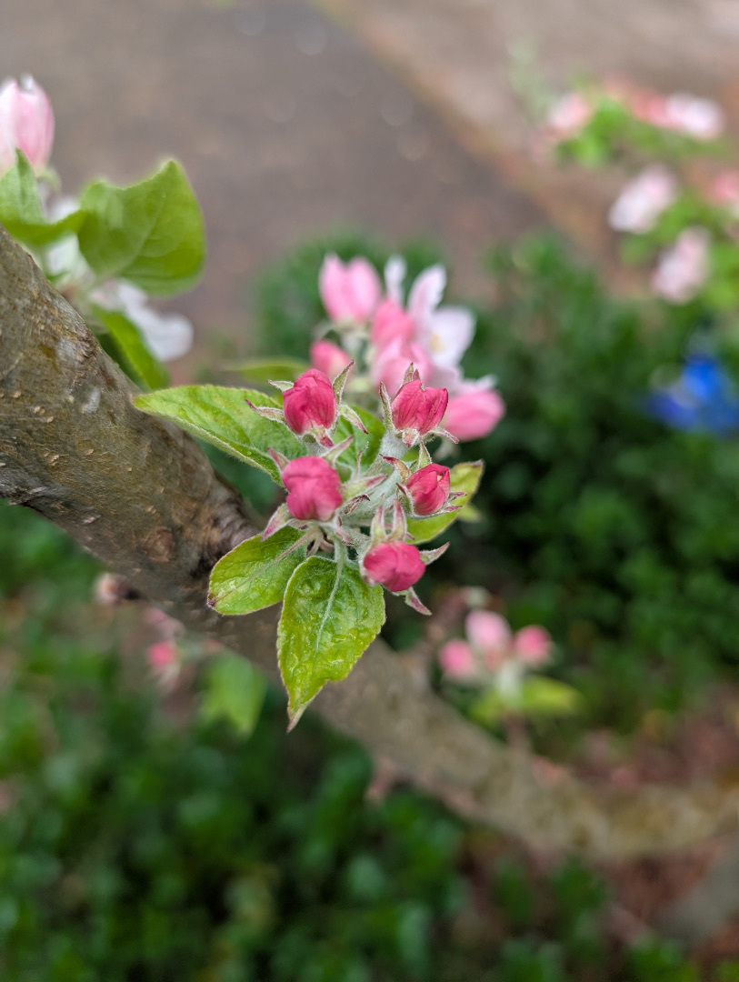 Auto-generated description: Pink buds and green leaves are growing on a tree branch, with a blurred garden background.