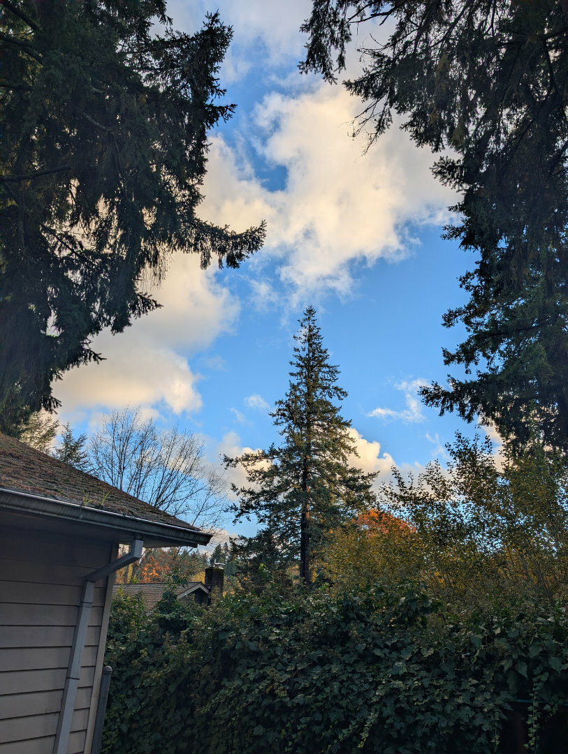 Auto-generated description: A clear blue sky with scattered clouds is framed by tall evergreen trees and the corner of a house roof.