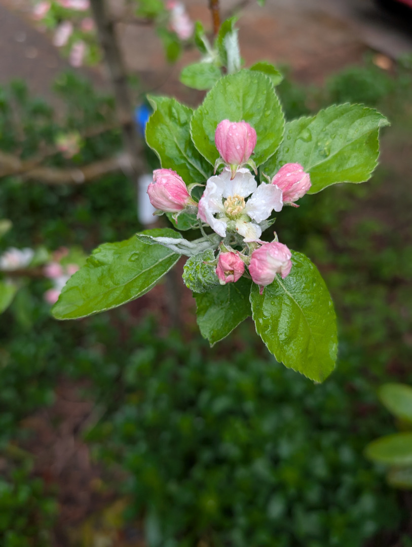 Auto-generated description: Pink and white apple blossoms, surrounded by lush green leaves, appear fresh and dewy.