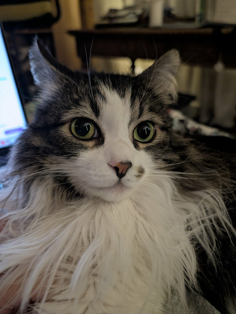 Norwegian Forest Cat in soft lighting.