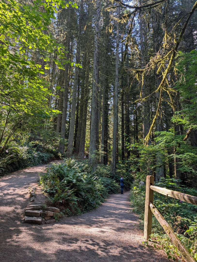 Auto-generated description: A forest trail splits into two paths, surrounded by tall trees and lush greenery, with a fence on the right and a person visible in the distance.