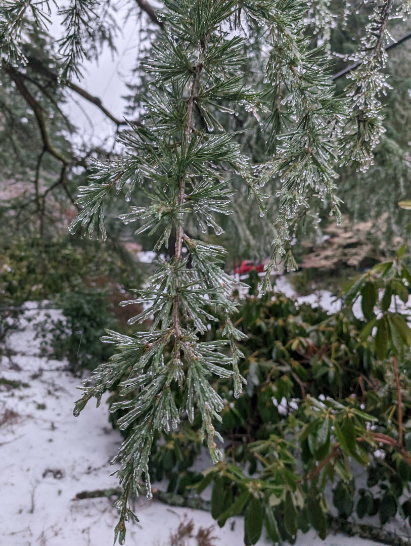 Auto-generated description: A branch covered in ice is depicted with a snowy background and other greenery.