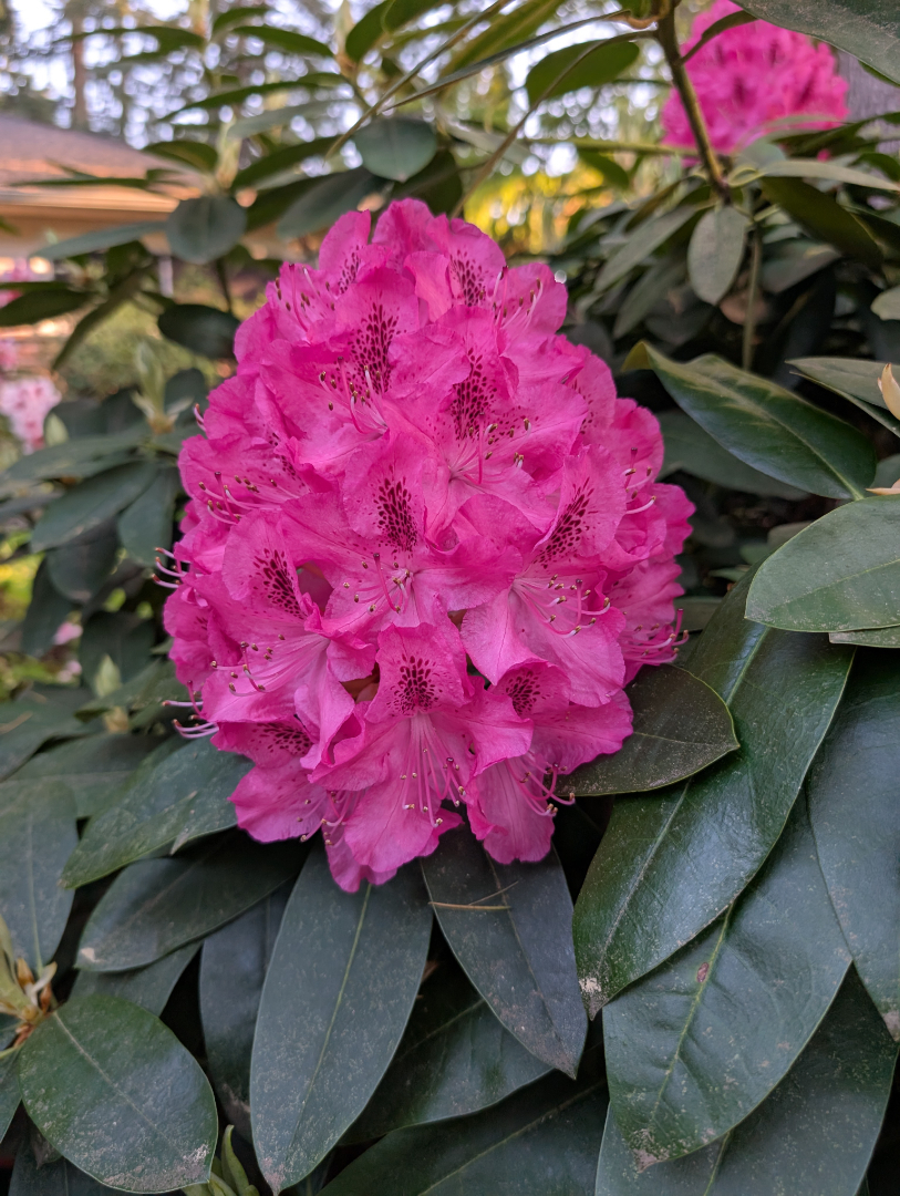 Auto-generated description: A vibrant pink rhododendron bloom is surrounded by glossy green leaves.