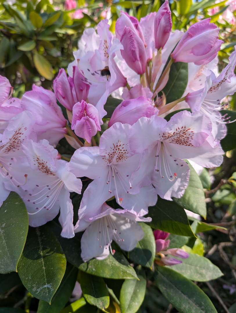 Auto-generated description: Clusters of pink and white rhododendron flowers with green leaves in the background.