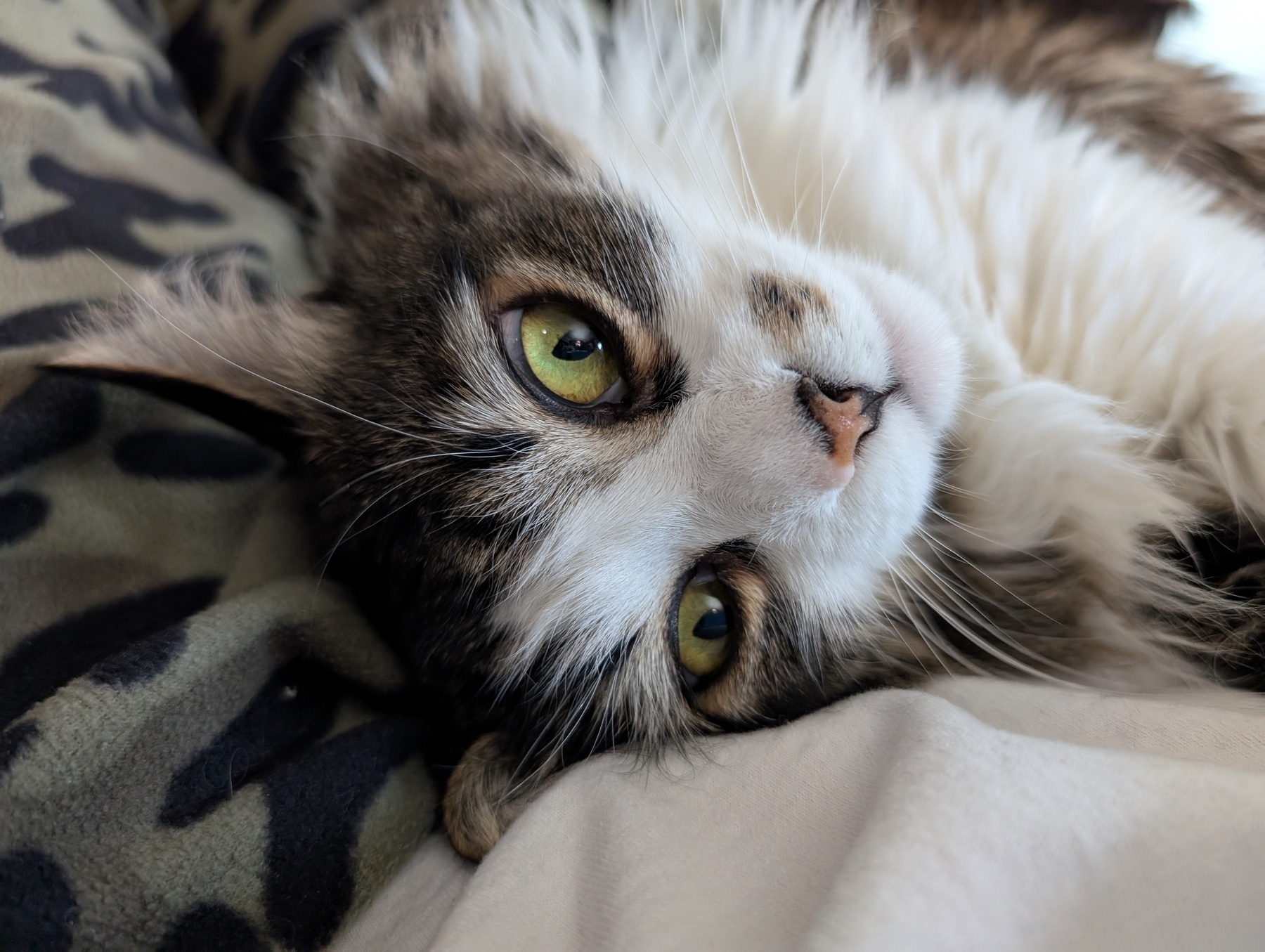 Auto-generated description: A fluffy cat with striking green eyes is lying on a soft surface, gazing upwards.