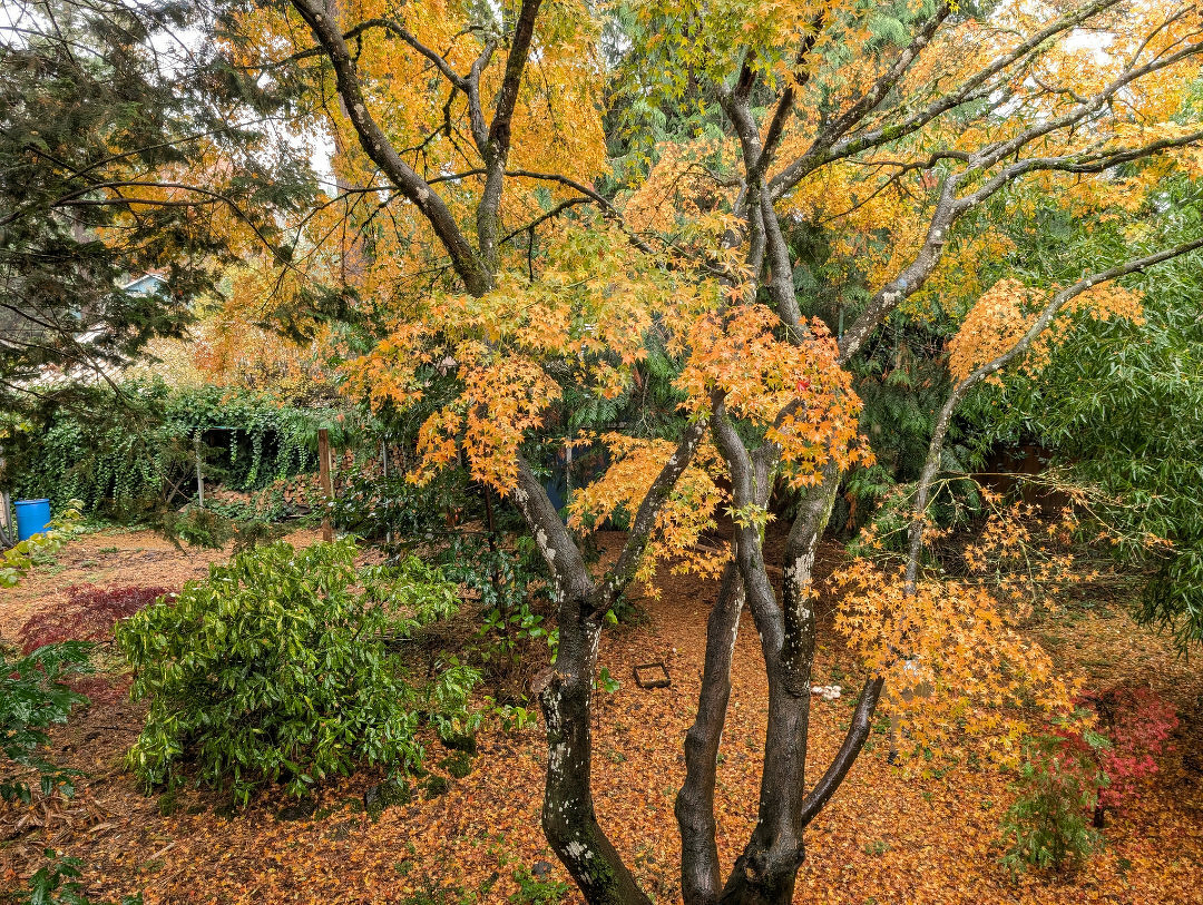 A scene of a backyard Japanese Maple tree in the fall, surrounded by leaves with mushrooms in the background.