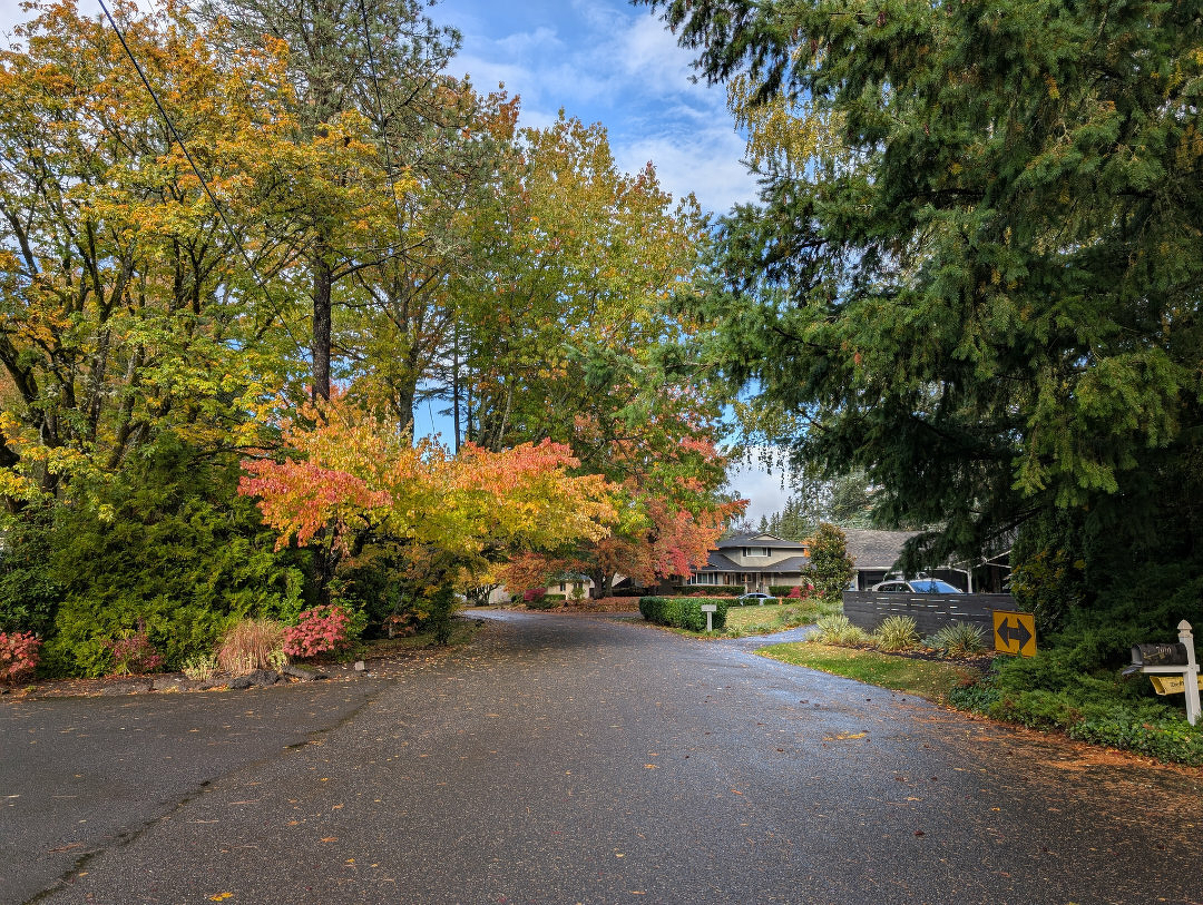 Auto-generated description: A tree-lined street showcases vibrant fall foliage with a clear sky and a house in the background.