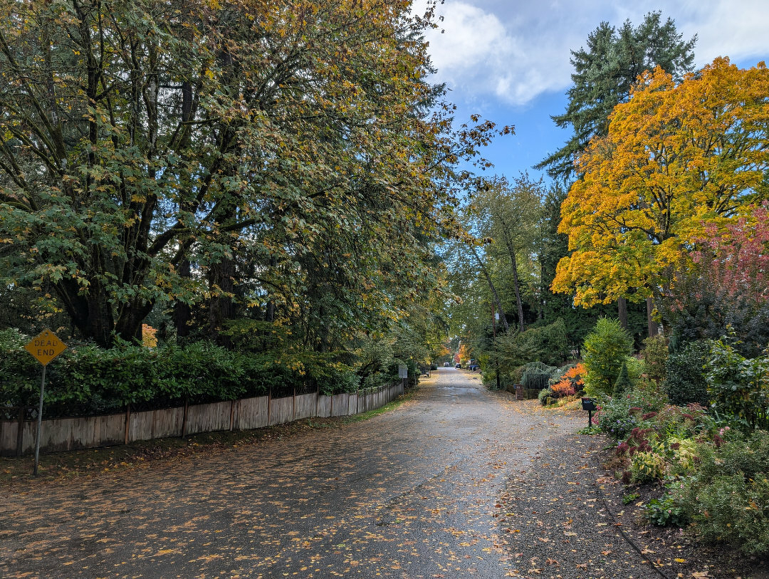Auto-generated description: A peaceful tree-lined street is adorned with autumn foliage in a suburban setting.