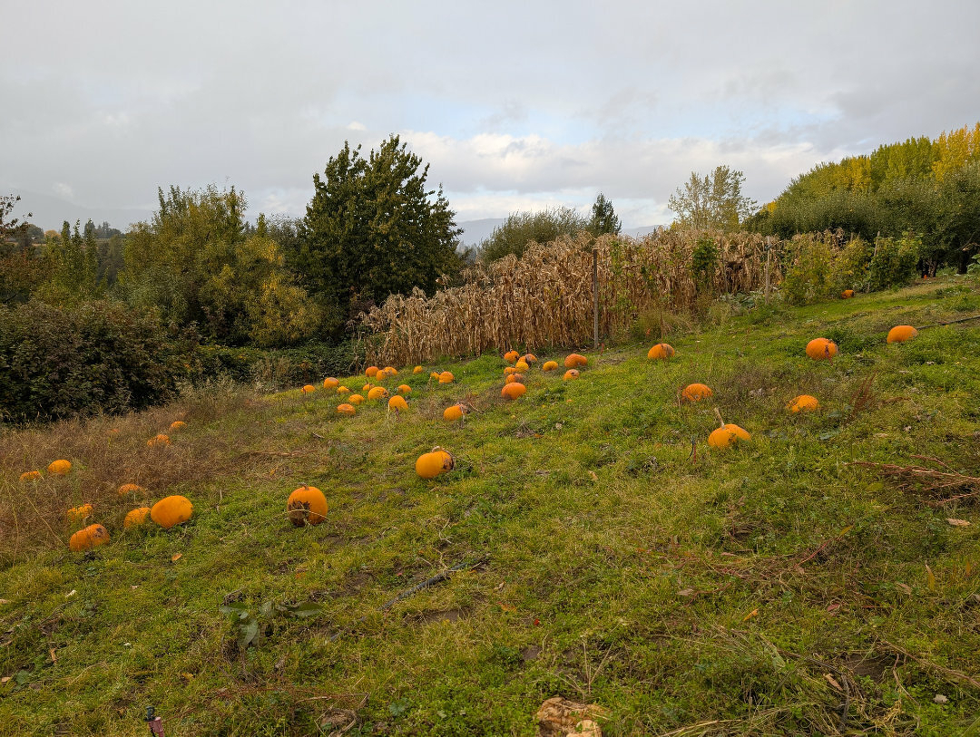 Auto-generated description: A field with scattered pumpkins rests next to a large cornfield under a cloudy sky.
