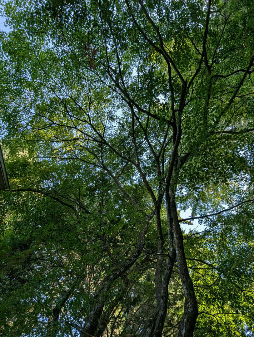 Auto-generated description: Sunlight filters through the dense, green canopy of tall trees, with branches intertwining against a clear blue sky.