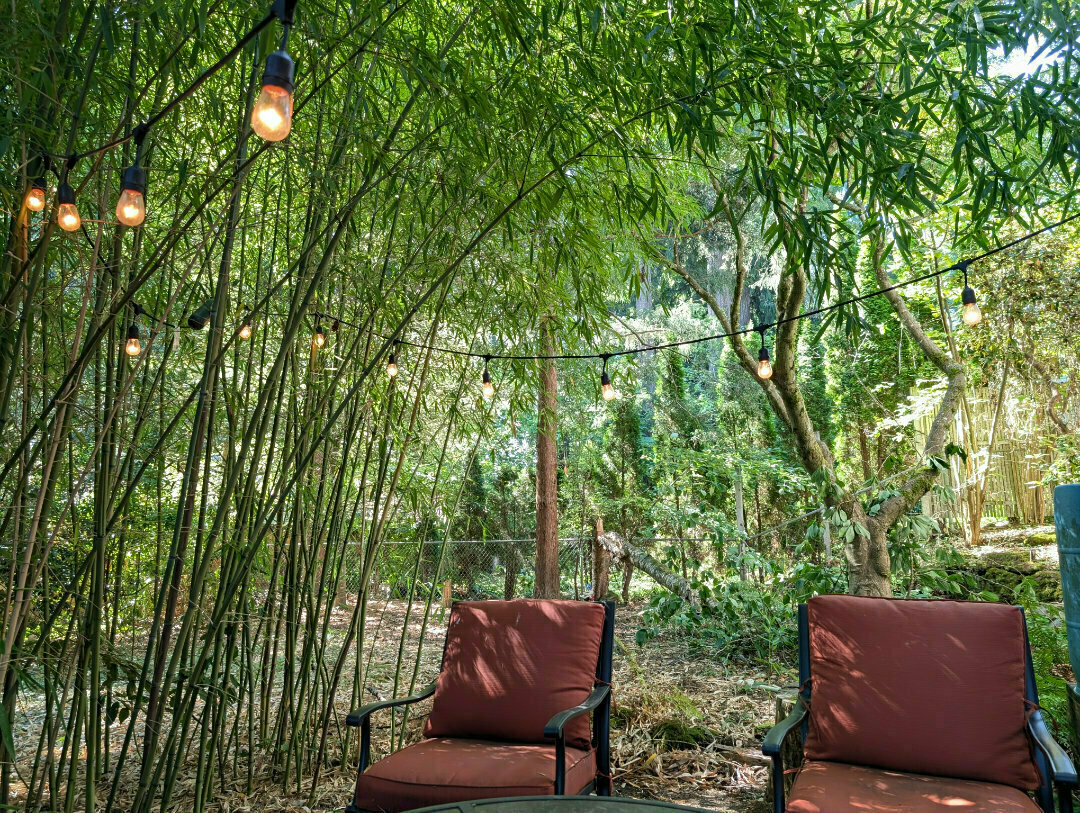 Backyard chairs with a fallen tree in the background.