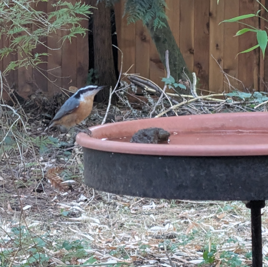 Red-breasted Nuthatch on the bird bath.