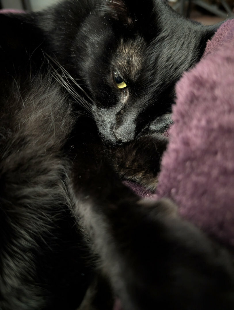 Auto-generated description: A black cat is resting with its head on a purple surface, gazing softly ahead.