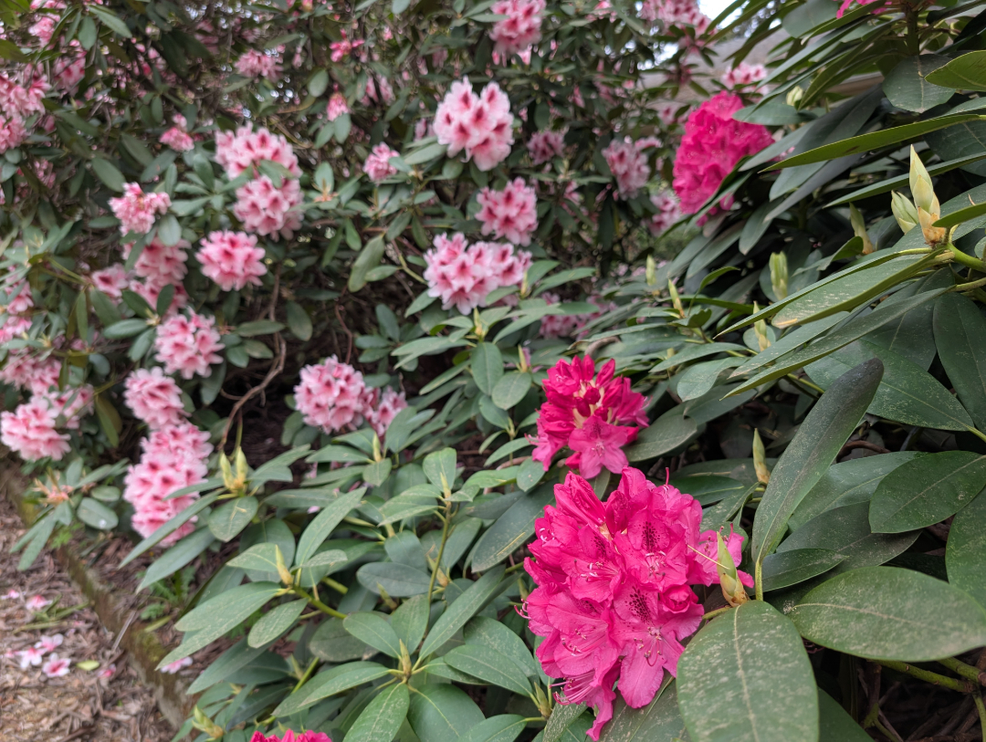 Auto-generated description: A lush display of pink and bright magenta rhododendron flowers with dark green leaves fills the scene.
