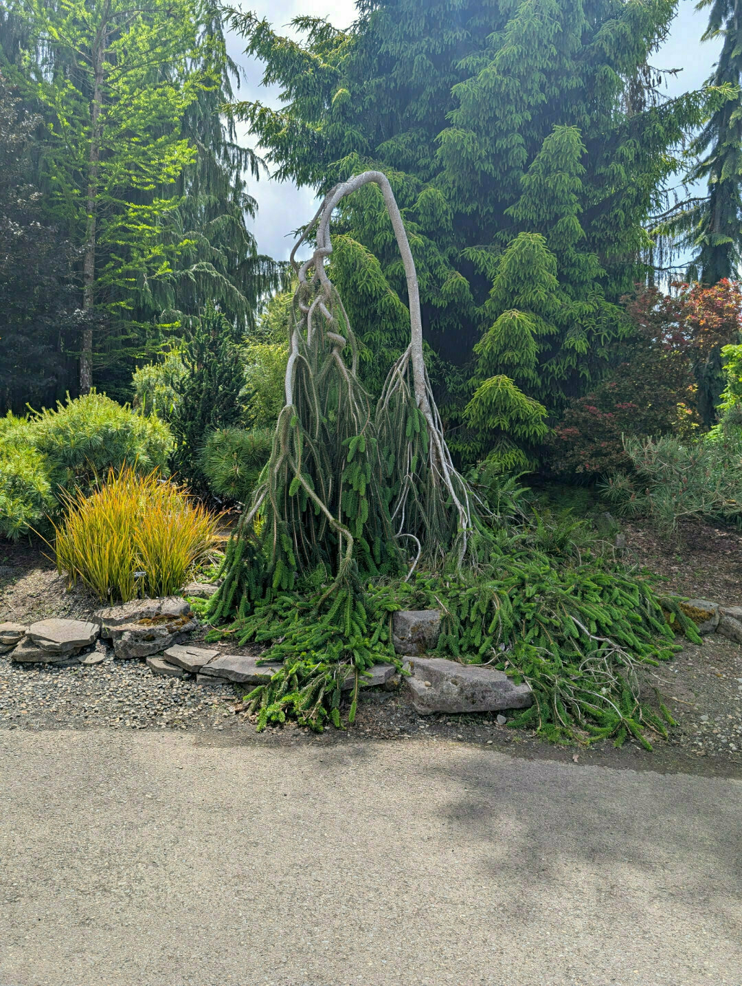 Auto-generated description: A small, drooping evergreen tree is surrounded by rocks and other vibrant greenery in a landscaped garden.