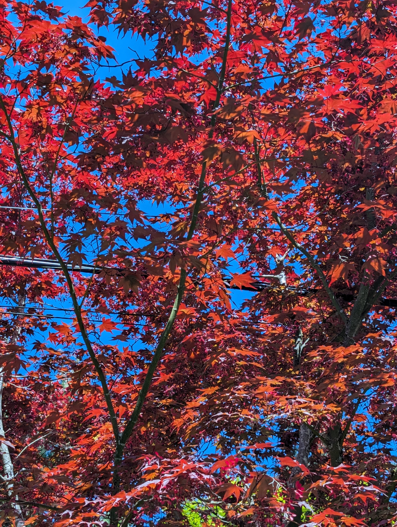 Auto-generated description: Vibrant red leaves fill the view against a clear blue sky, with tree branches stretching throughout the image.