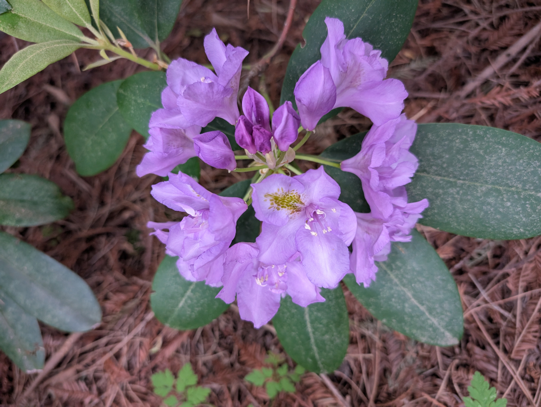 A pretty violet flower.