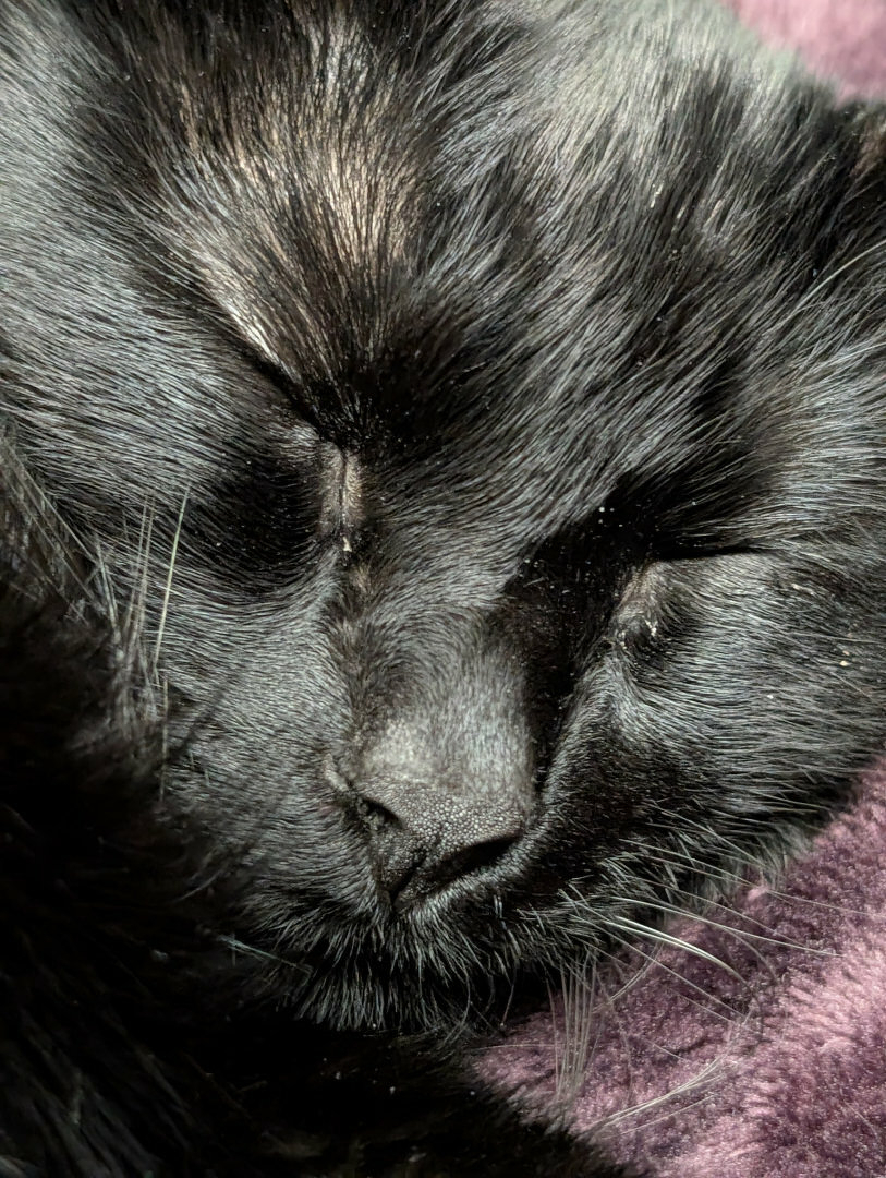 Auto-generated description: A black cat is peacefully sleeping on a soft, purple surface.