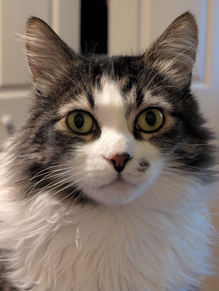 Auto-generated description: A fluffy cat with striking green eyes and a mix of white and dark fur is staring directly at the camera.