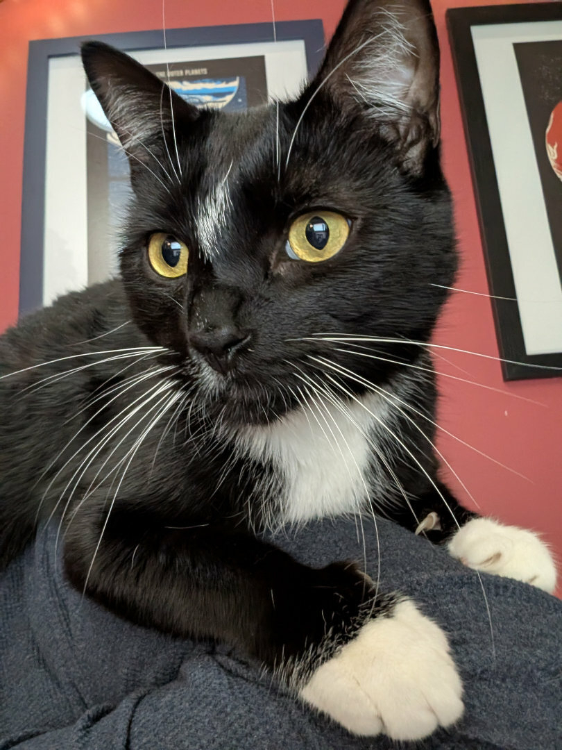 Auto-generated description: A black and white cat with bright yellow eyes is resting on a person's arm.