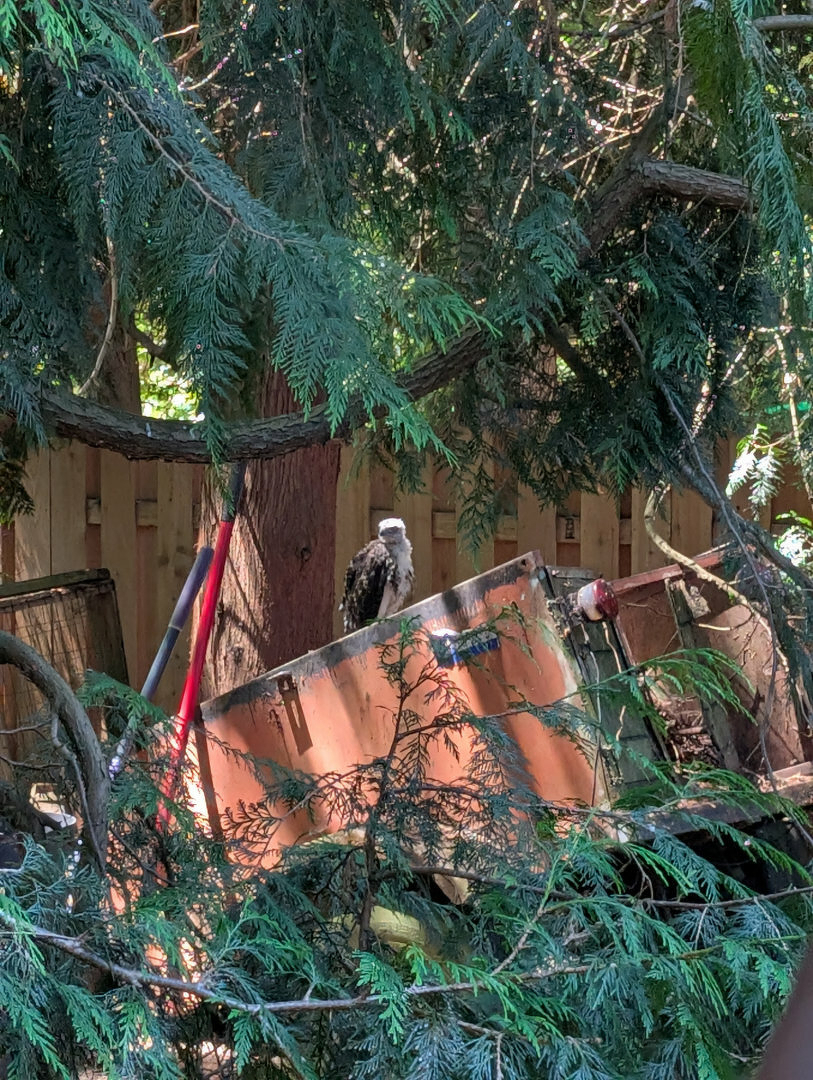 Auto-generated description: An young hawk perches on a rusted, overturned wheelbarrow surrounded by trees and branches.