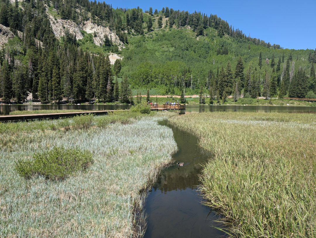Auto-generated description: A serene lake surrounded by lush greenery and trees, featuring a wooden walkway and a small dock extending over the water.