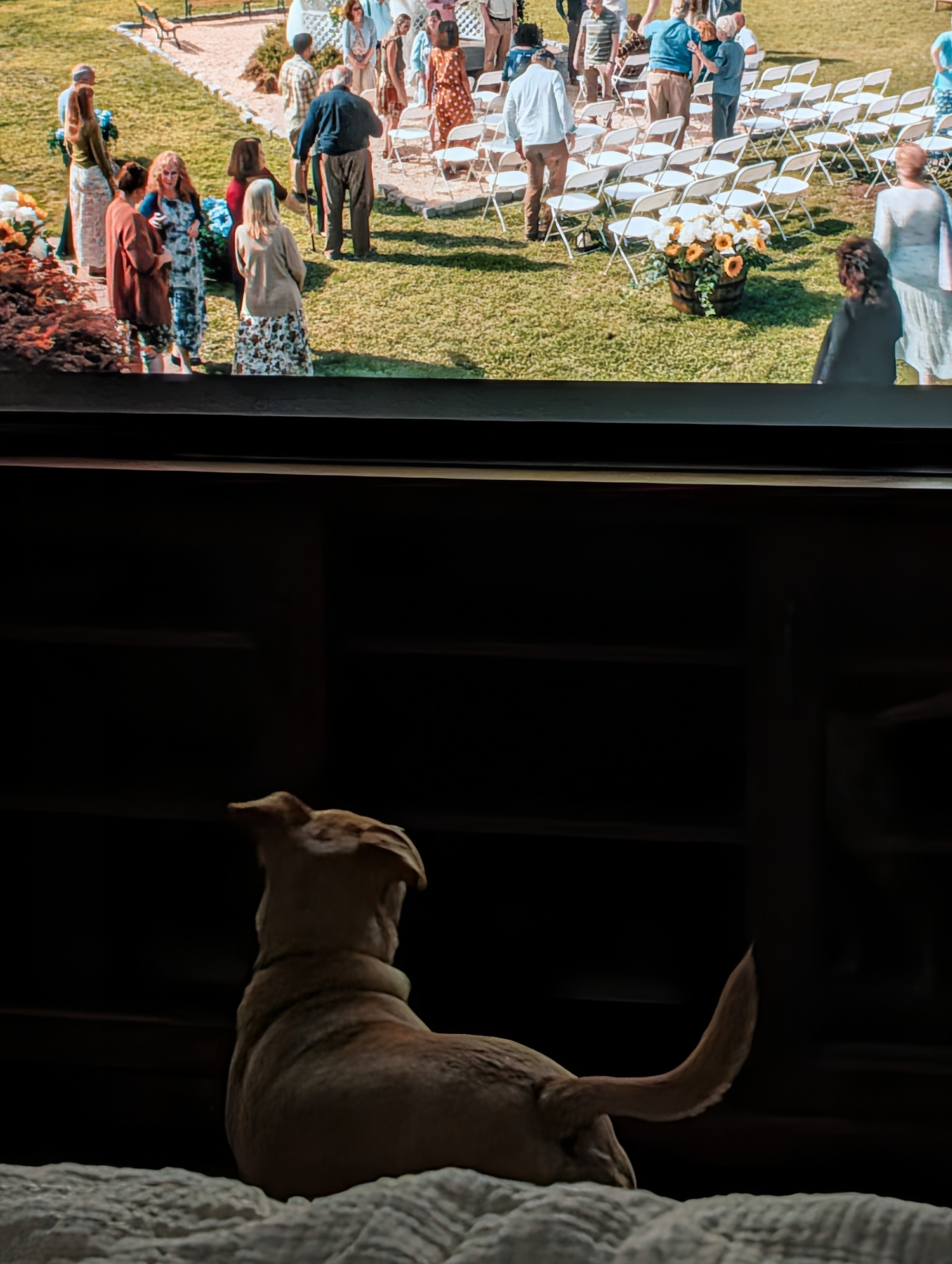 A dog watching late night TV.
