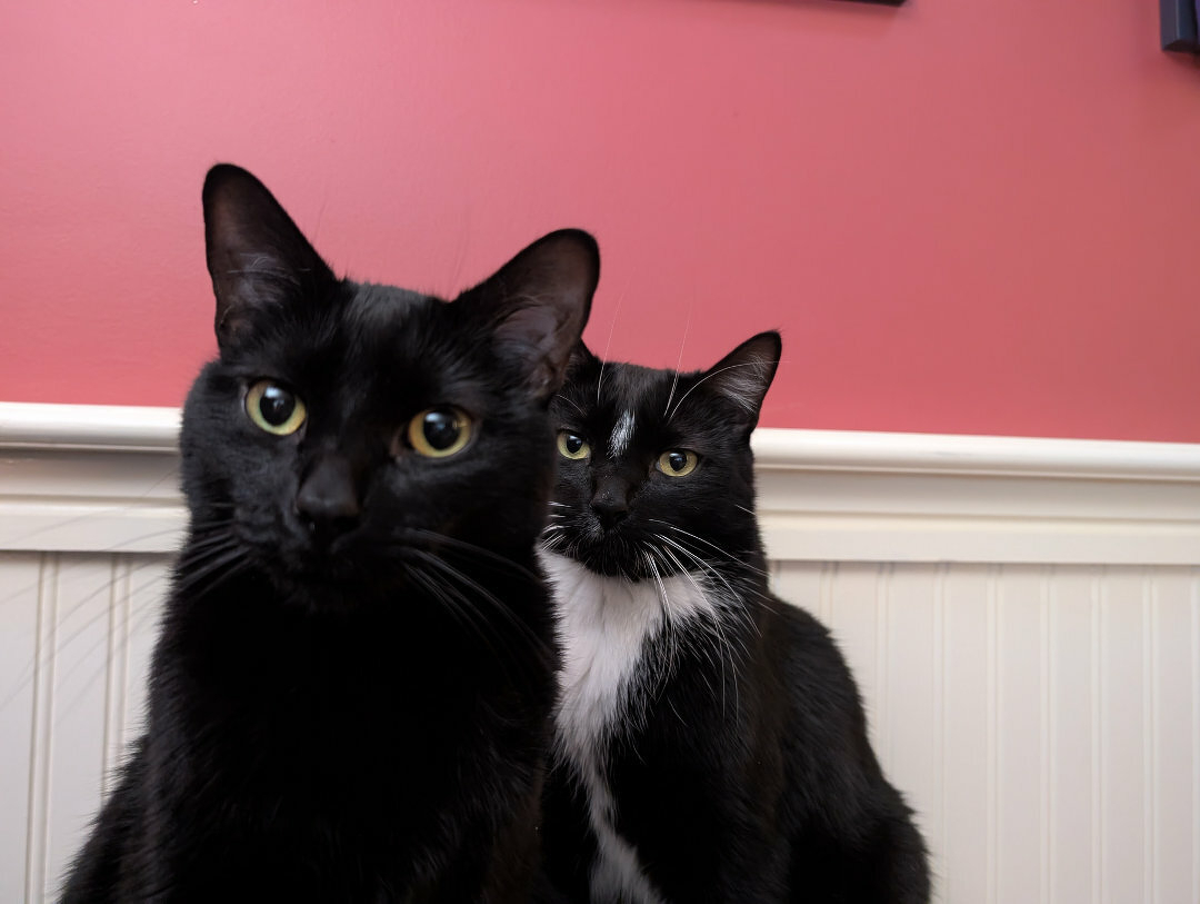 Auto-generated description: Two black cats, one with a white patch, sit against a pink and white background.