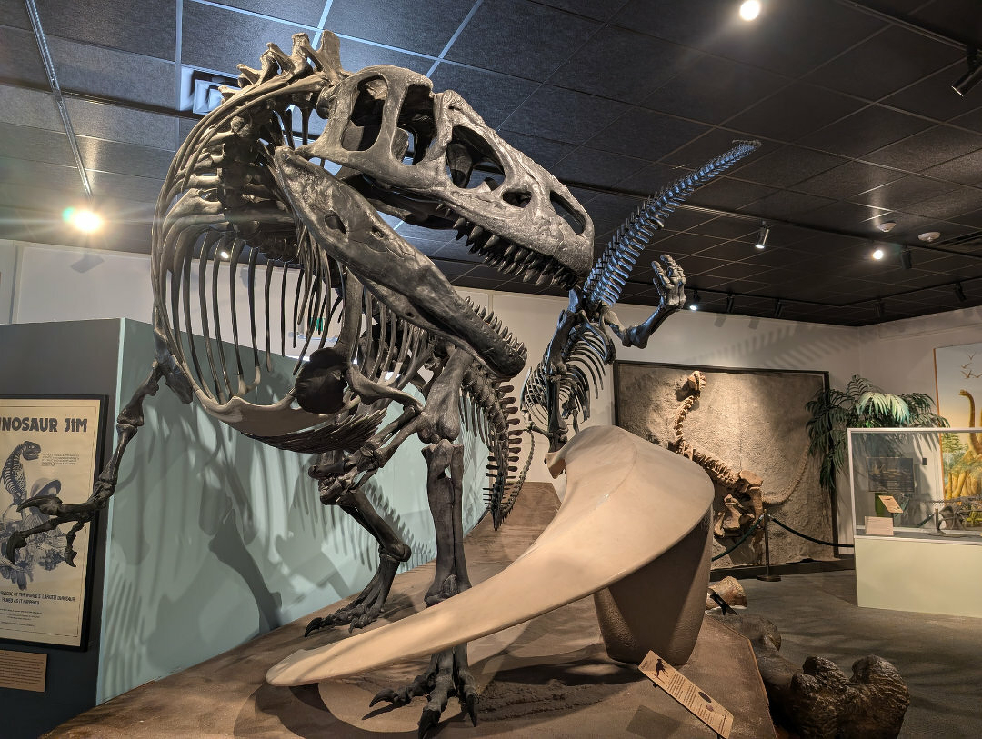 Auto-generated description: A dinosaur skeleton is displayed in a museum setting alongside a large tail piece and other exhibits.