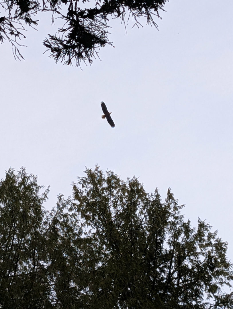 Auto-generated description: An eagle is soaring high above the treetops against a gray sky.