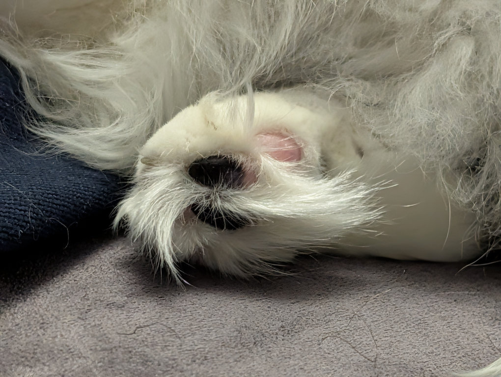Auto-generated description: A close-up of a fluffy white cat's paw with black and pink paw pads resting on a gray surface.