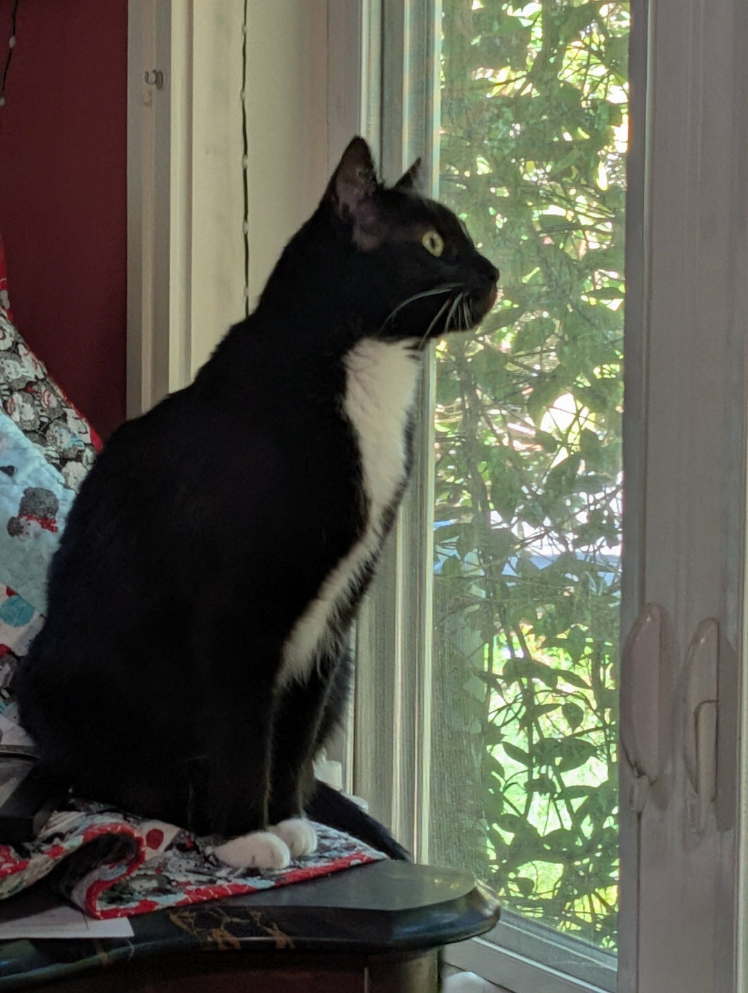 Auto-generated description: A black and white cat is sitting on a surface, looking intently out of a window.