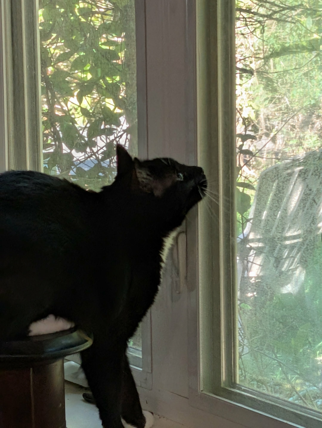 Auto-generated description: A black and white cat is looking up through a window with greenery outside.