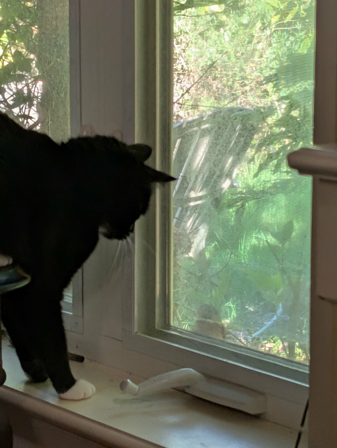 Auto-generated description: A black and white cat is standing on a windowsill, looking outside through a slightly dirty window.