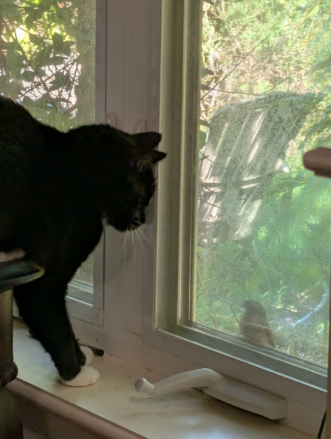 Auto-generated description: A black and white cat is perched on a windowsill, intently watching a small bird outside the window.