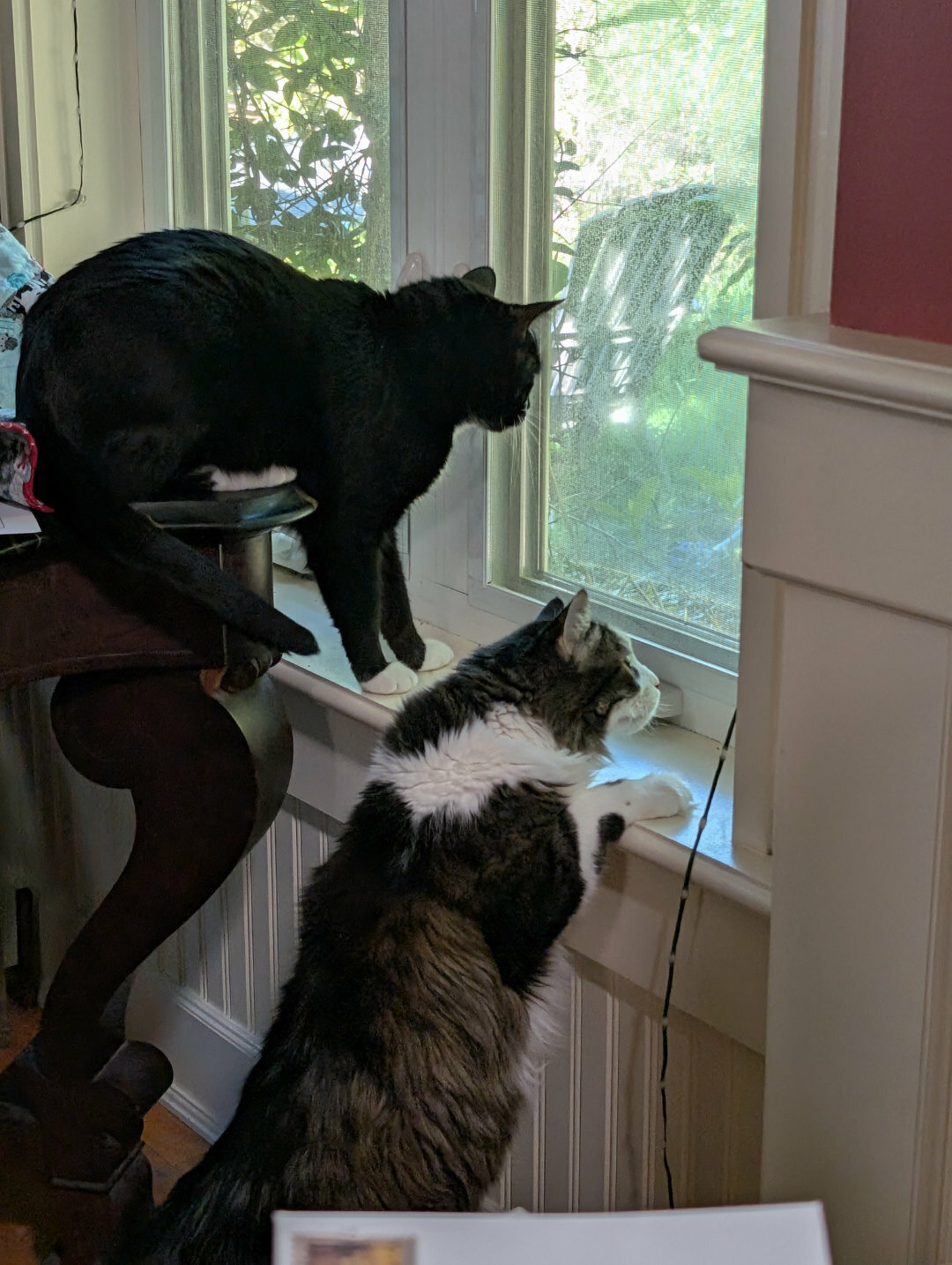 Auto-generated description: Two cats are intently looking out of a window, perched on a windowsill and a table.