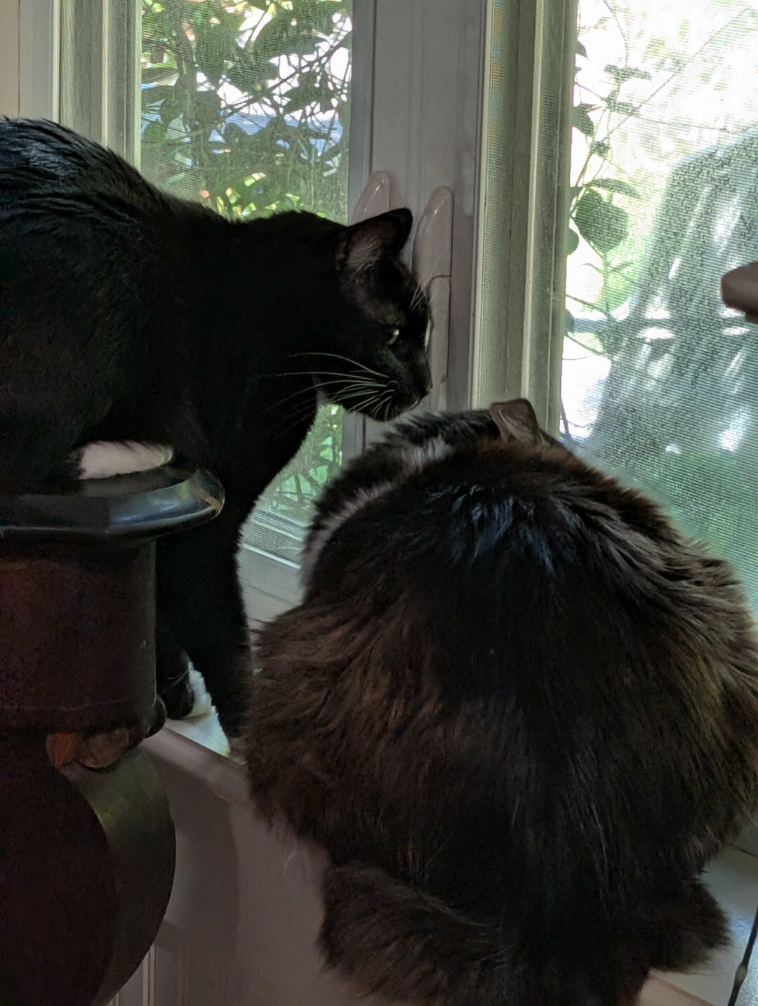 Auto-generated description: Two cats are sitting on a windowsill, one black and one fluffy, looking out of the window.